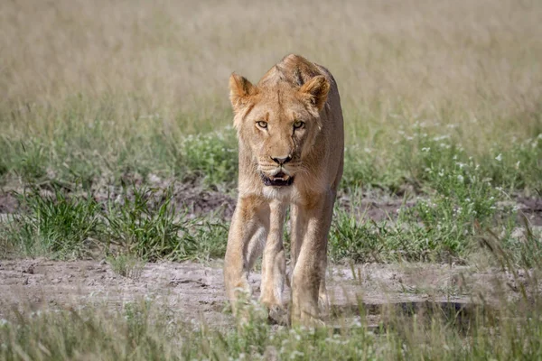 Lion marche vers la caméra . — Photo