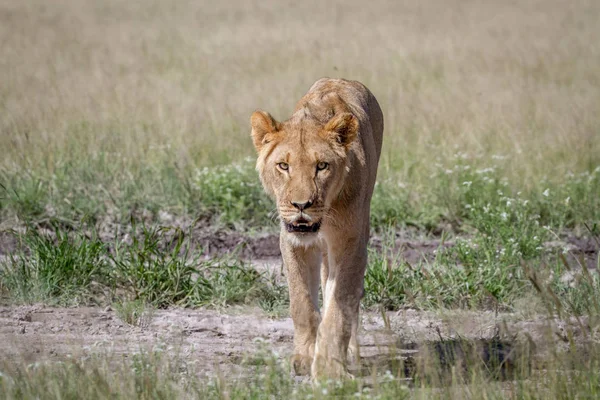 Λιοντάρι περπάτημα στην κάμερα. — Φωτογραφία Αρχείου