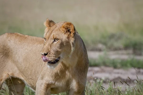 Profil latéral d'un jeune Lion mâle . — Photo