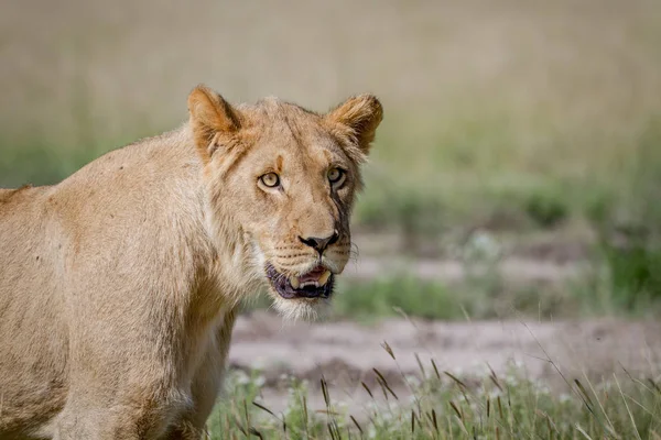 Jeune Lion masculin dans le Kalahari . — Photo