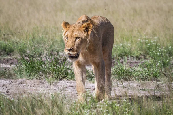 Leão caminhando em direção à câmera . — Fotografia de Stock