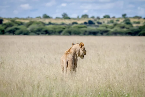 Leão em pé na grama alta por trás . — Fotografia de Stock