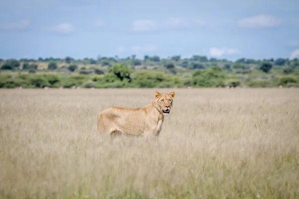 Lion debout dans l'herbe haute . — Photo