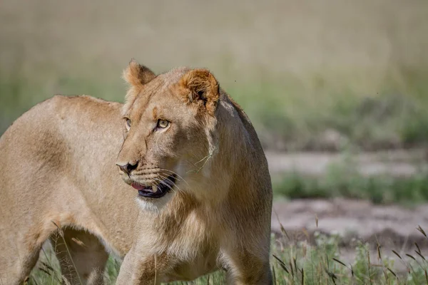 Side profile of a young male Lion.