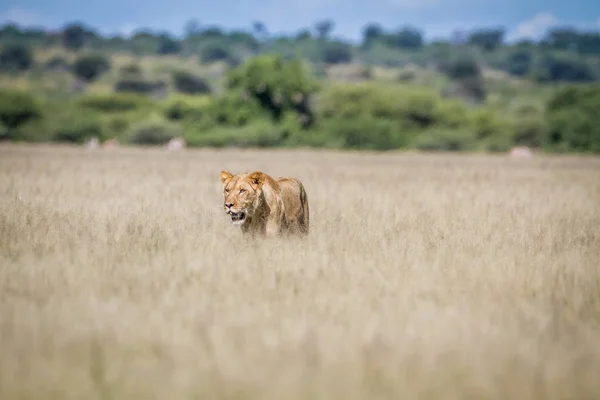 Lion promenader i det höga gräset. — Stockfoto