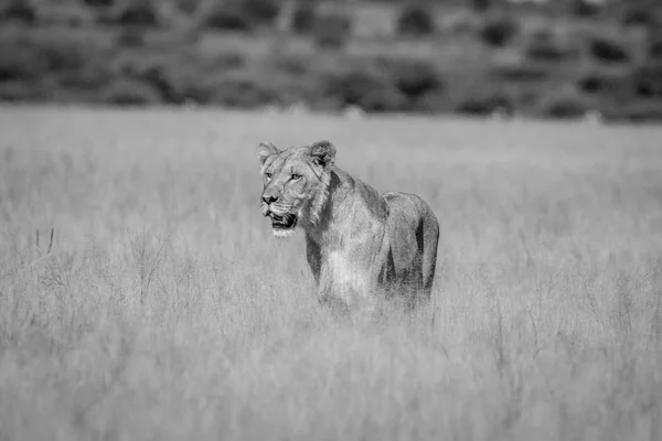 Лев стоит в высокой траве . — стоковое фото