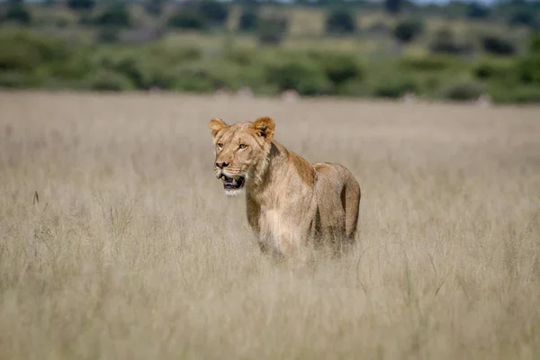 León de pie en la hierba alta . — Foto de Stock