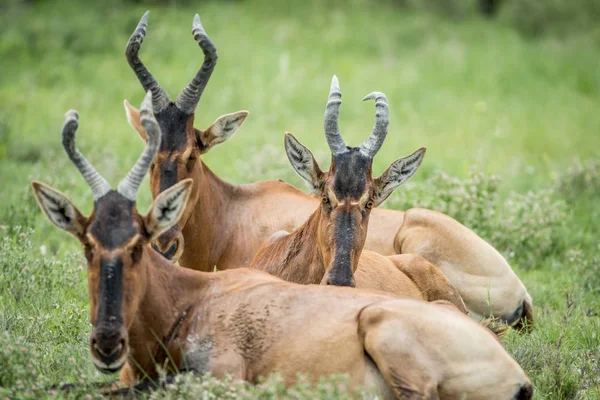 Grupo de Hartebeest rojo acostado en la hierba . —  Fotos de Stock