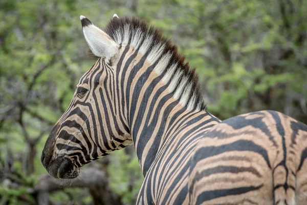 Etkin bir Zebra yan profili. — Stok fotoğraf