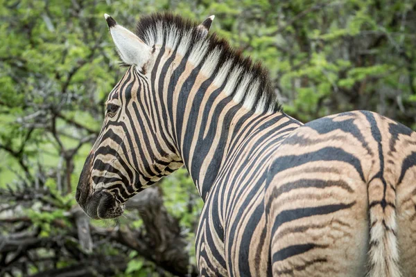 Etkin bir Zebra yan profili. — Stok fotoğraf