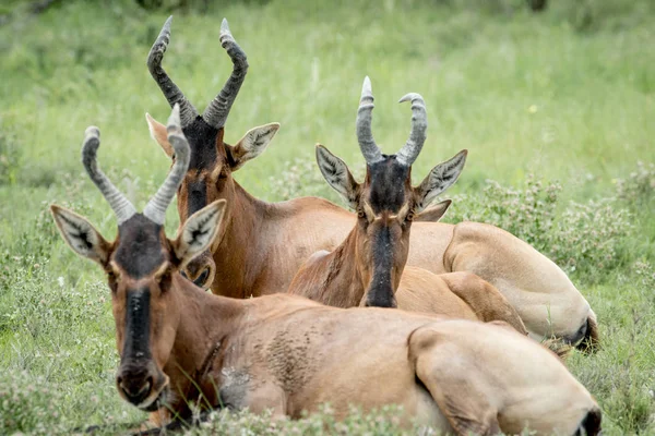 Grupo de Hartebeest rojo acostado en la hierba . —  Fotos de Stock