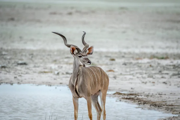 Homme Kudu debout à une piscine d'eau . — Photo