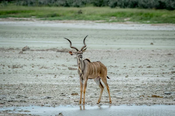 Mężczyzna stojący Kudu w kałuży wody. — Zdjęcie stockowe