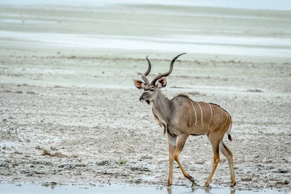 Αρσενικό Kudu στέκεται σε μια δεξαμενή νερού. — Φωτογραφία Αρχείου