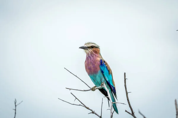 Rullo lilla-petto seduto su un ramo . — Foto Stock