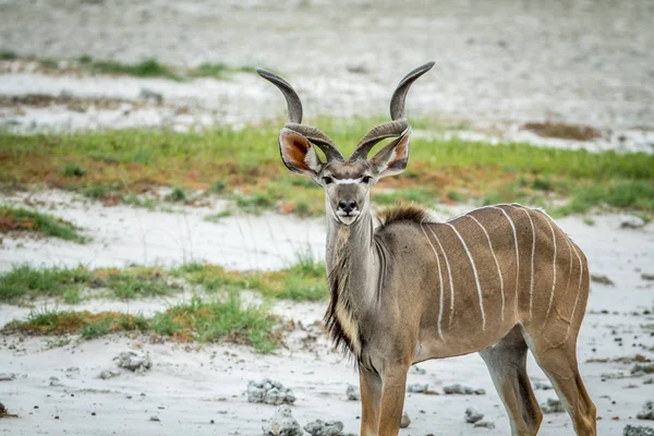 Erkek Kudu kameraya yıldızı.