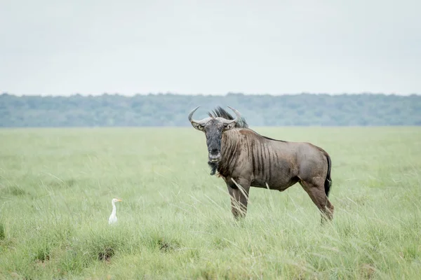 Mavi manda ve sığır balıkçıl çim.
