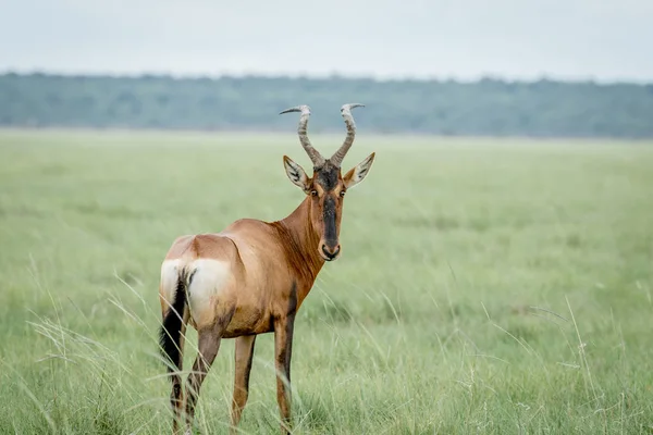 Red hartebeest looking back at the camera. — Stock Photo, Image