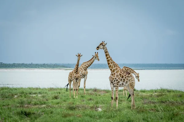 Grupo de jirafas de pie en la hierba . — Foto de Stock