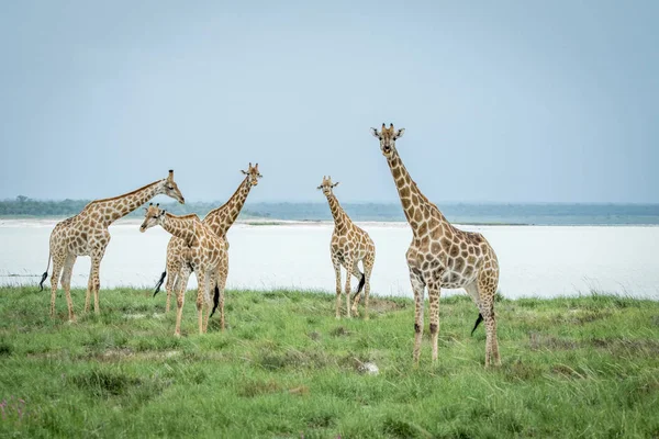 Grupo de jirafas de pie en la hierba . — Foto de Stock