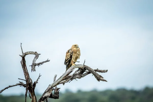 Águila Tawny sentada en una rama . — Foto de Stock