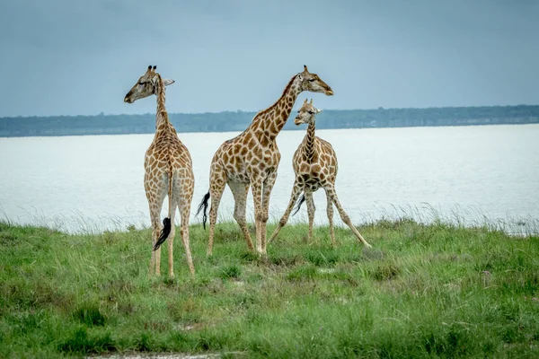 Grupo de jirafas de pie en la hierba . — Foto de Stock