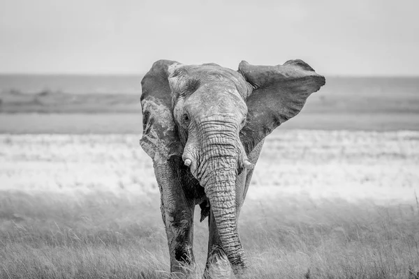 Toro elefante grande caminando hacia la cámara . —  Fotos de Stock