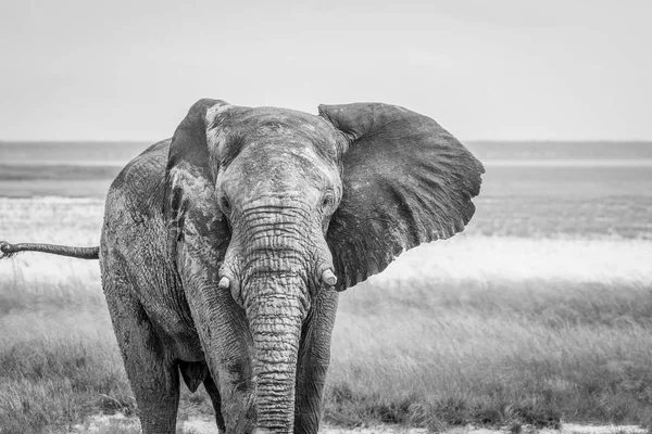 Большой слон-бык идет к камере . — стоковое фото