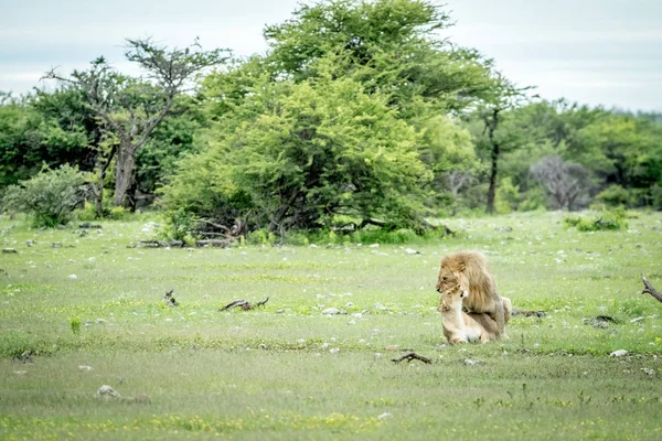 Etkin çimenlerde çiftleşme aslanlar.