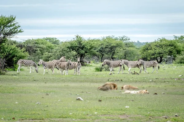 Pride of Lions sleeping in front of Zebras.