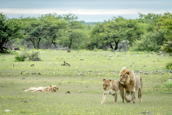 Пара львов, гуляющая по траве . — стоковое фото