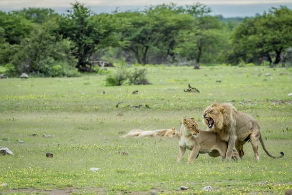 Leones apareándose en la hierba en Etosha . — Foto de Stock