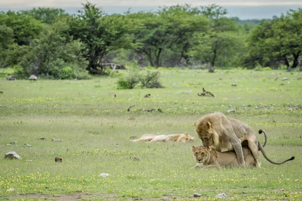 Etkin çimenlerde çiftleşme aslanlar.