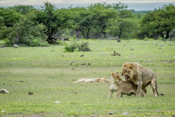 Lions mating in the grass in Etosha. — Stock Photo, Image