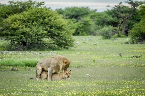 Leões acasalando na grama em Etosha . — Fotografia de Stock