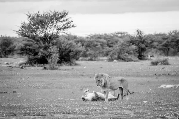 Etkin çimenlerde çiftleşme aslanlar.