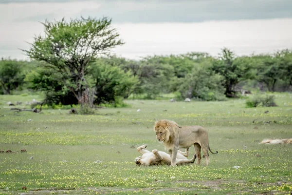 Etkin çimenlerde çiftleşme aslanlar.