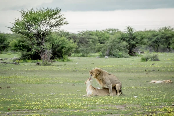 Etkin çimenlerde çiftleşme aslanlar.
