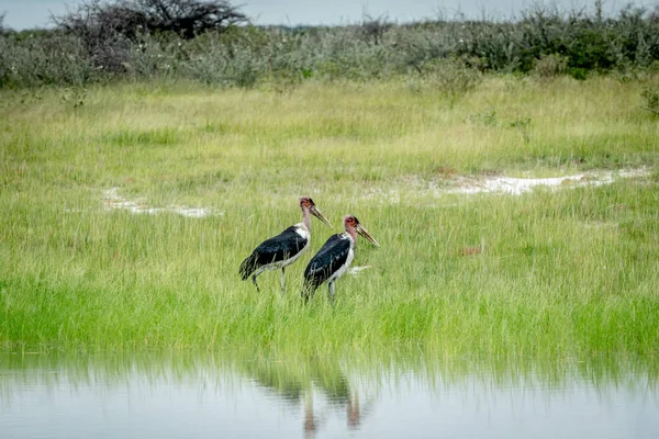 Marabou storks standing in the high grass. — Stock Photo, Image