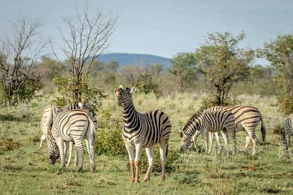 Zebra csorda állandó a fűben. — Stock Fotó