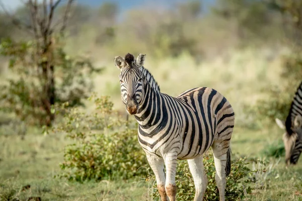 Zebra na kameru v Etosha v hlavní roli. — Stock fotografie