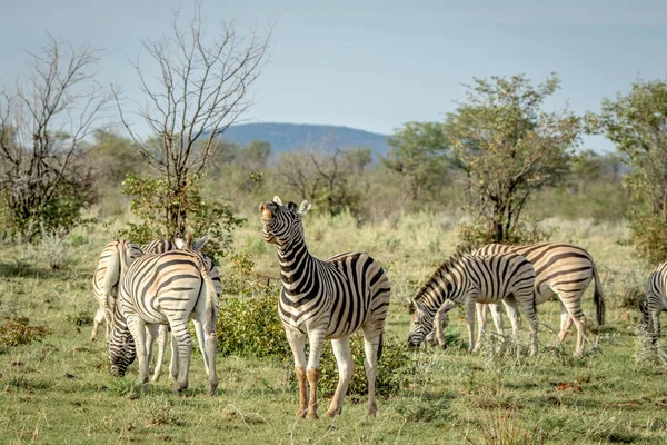 Zebra csorda állandó a fűben. — Stock Fotó