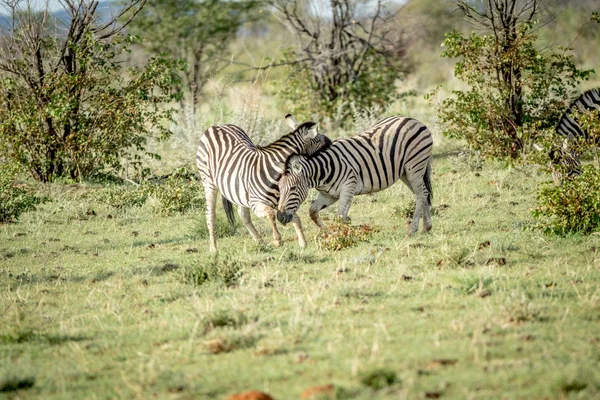 Twee Zebra's lijmen in het gras. — Stockfoto