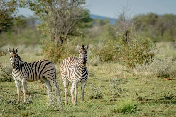 A kamera a főszereplő két zebrák. — Stock Fotó