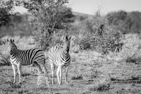 Twee Zebra's acteurs op de camera. — Stockfoto
