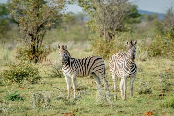 Dos cebras protagonizadas por la cámara . — Foto de Stock