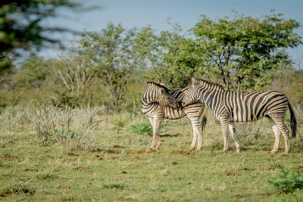 Två zebror limning i gräset. — Stockfoto