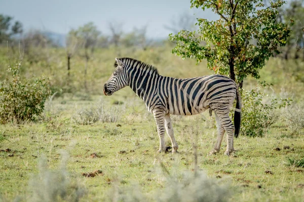 Profiel van een Zebra in Etosha. — Stockfoto