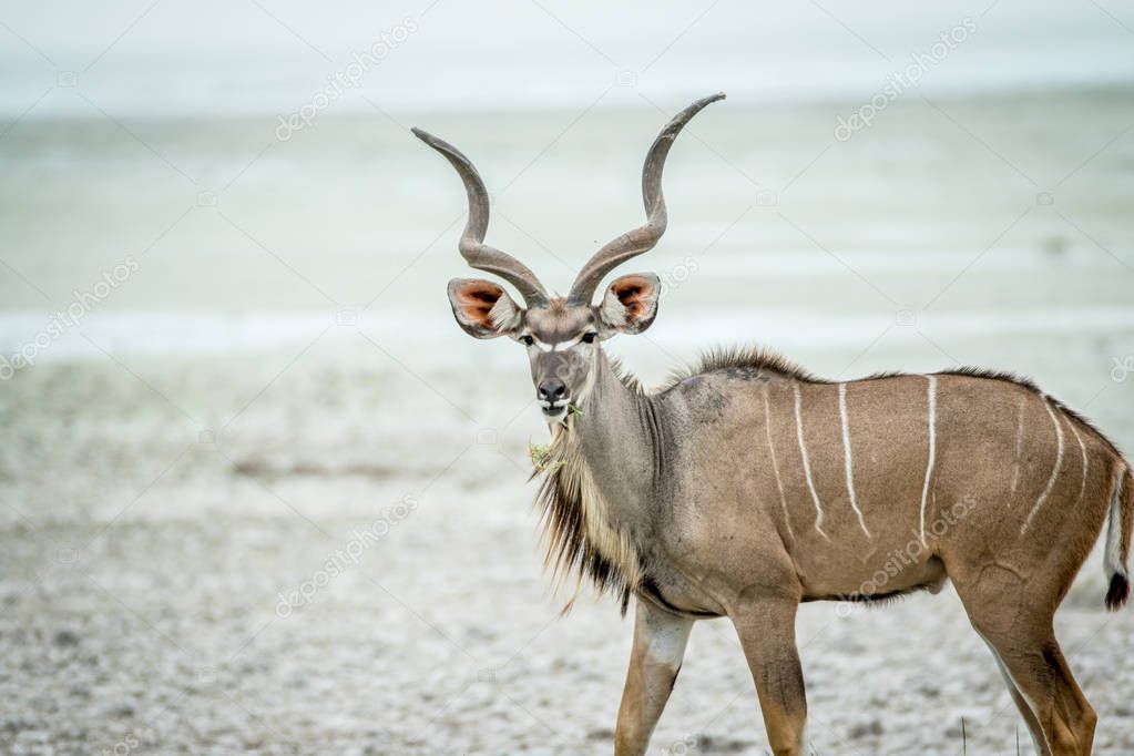Male Kudu starring at the camera.