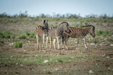 Zebralar sürüsü çimenlerde ayakta.